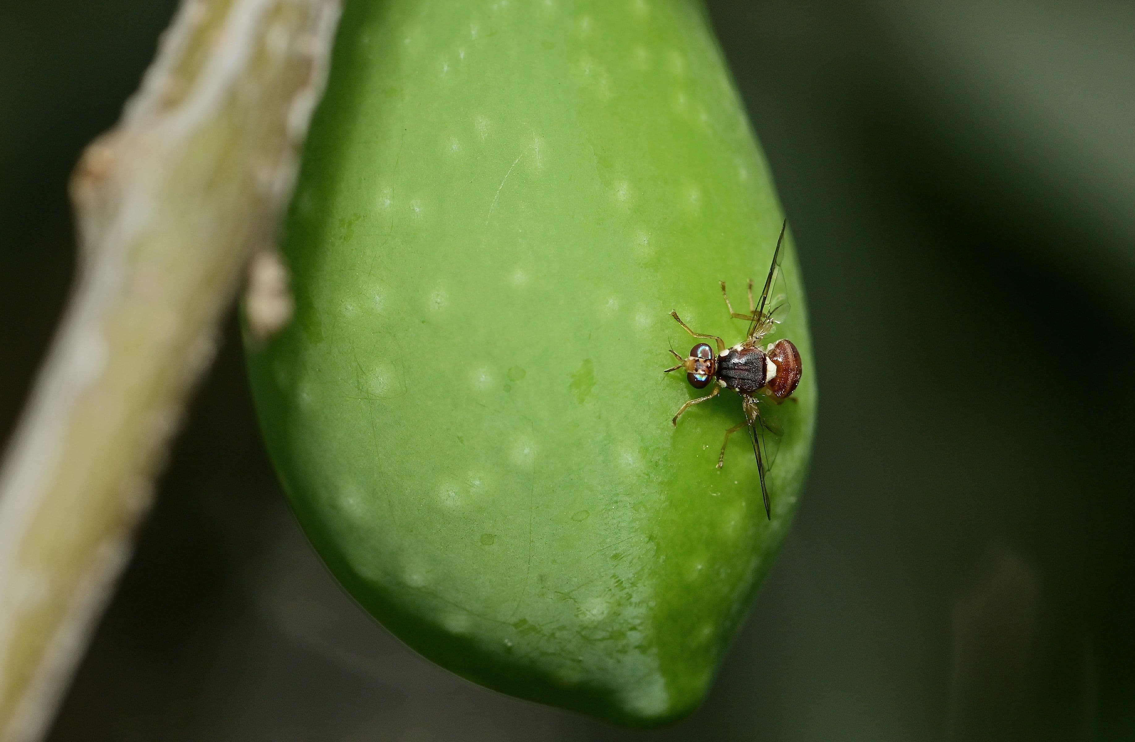 Molecular Entomology & Pest Management